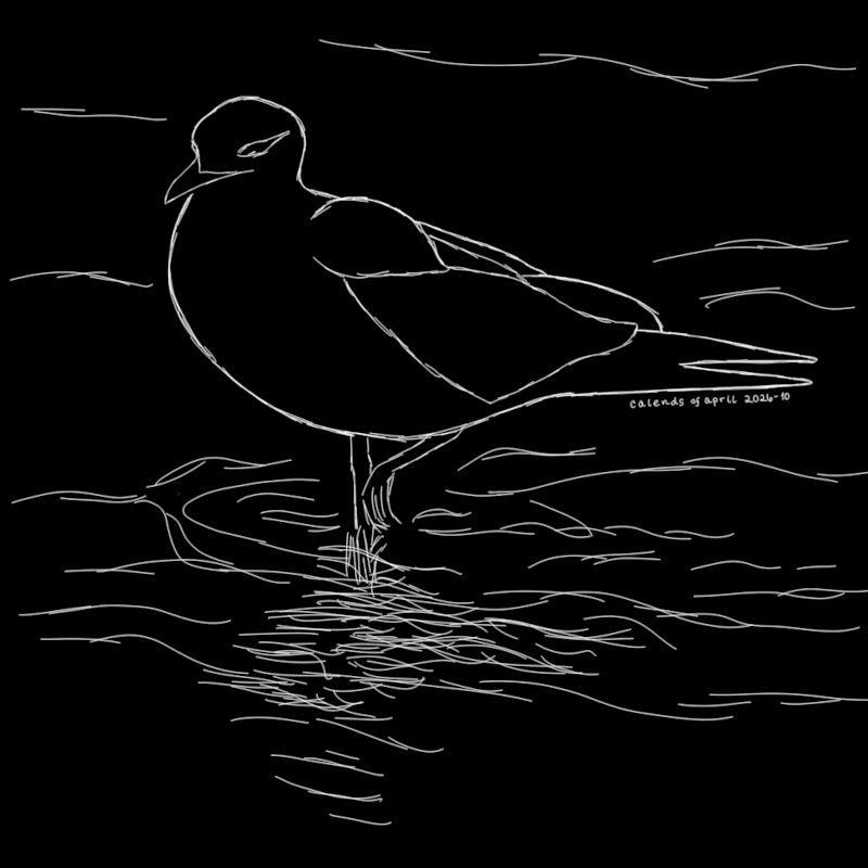 Sketch of a gull walking in shallow river water. One foot is raised as it steps toward the shore. The water ripples from its steps and its form is reflected in the rippled water below it. The bird is calm in expression and posture. This is a simple sketch, with sketchy white lines on a black background.