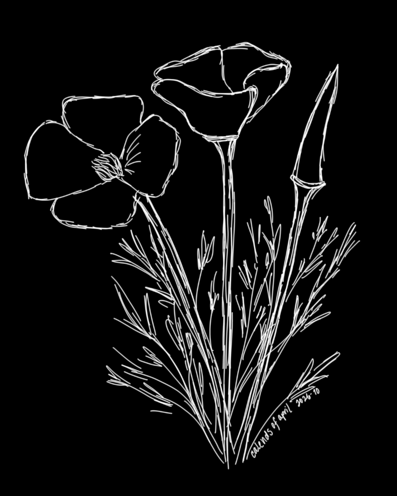 Three California poppies: one fully open, one opening, one a bud still. The blossoms are four petals, which flat when fully open, with a cluster of stamen in the center. The leaves are small, narrow, and abundant. California poppies have golden-orange blossoms and light green leaves and stems, but this simple sketch is black and white, with sketchy white lines on a solid black background.