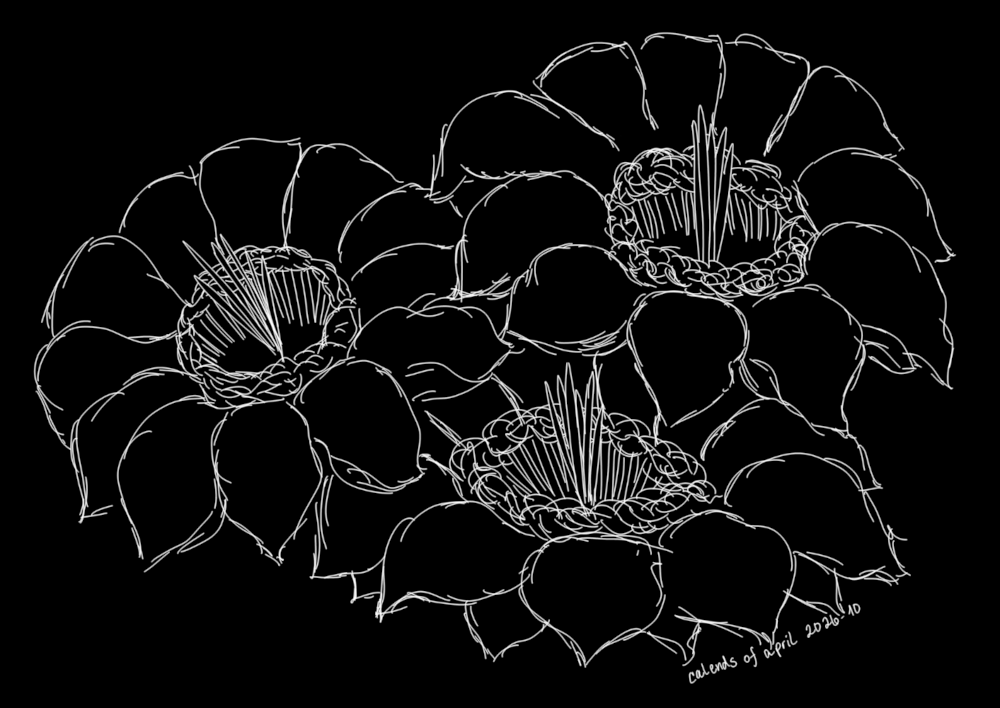 Saguaro blossoms – October 2 sketch